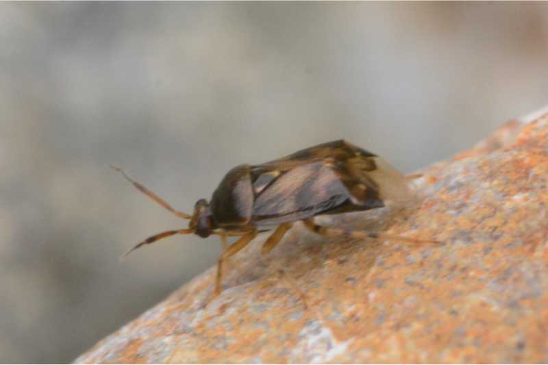 closeup of a treebug