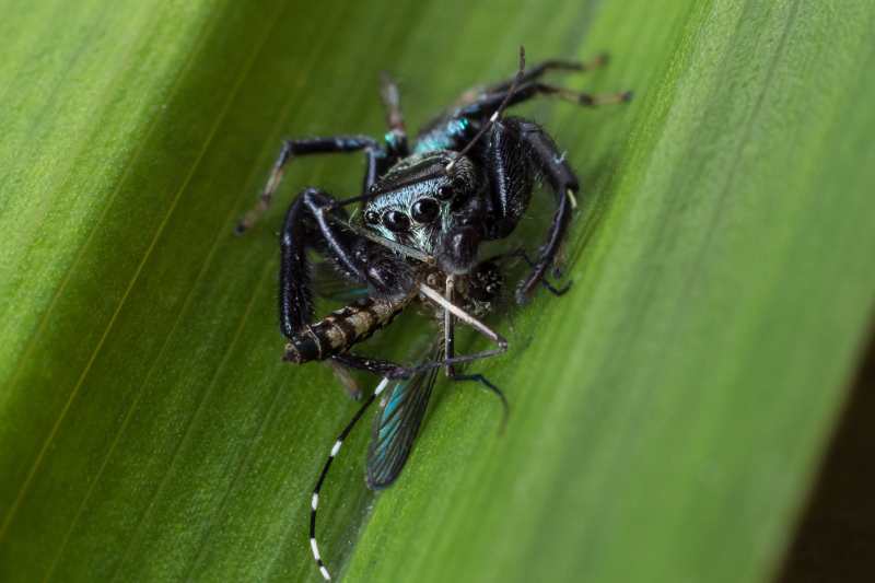 jumping spider eating a mosquito