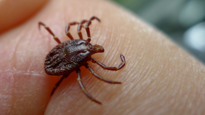 tick on a hand