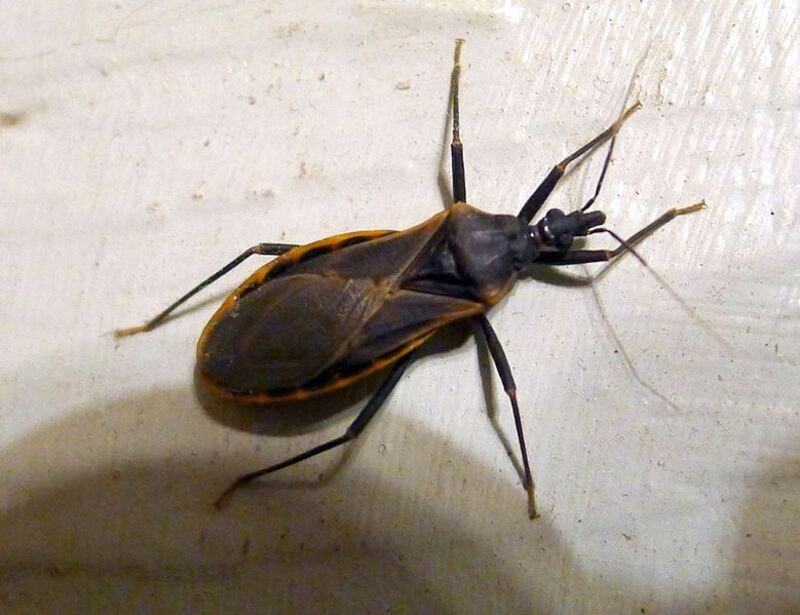 How to Get Rid of Kissing Bugs