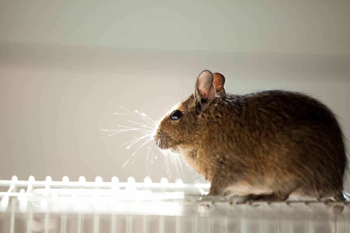 rodent on a white grill