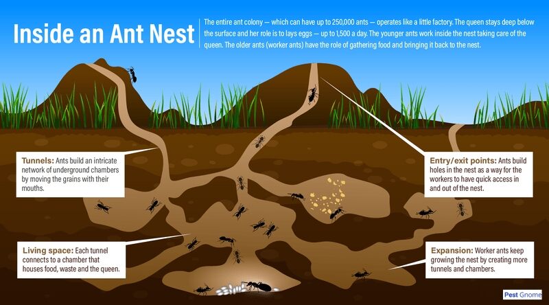 Ant Colony 1 