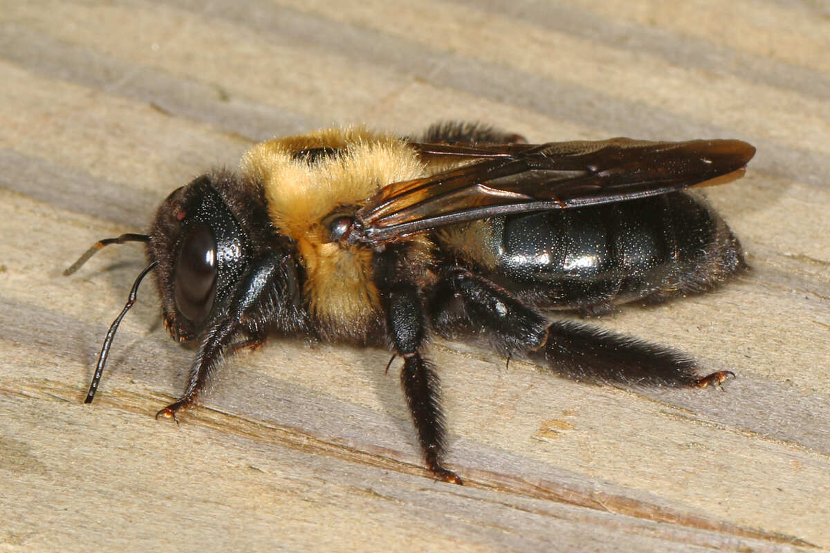 carpenter bees nest