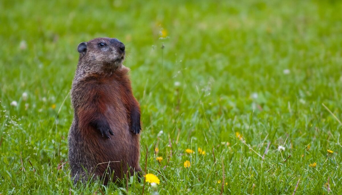 groundhog standing in grass