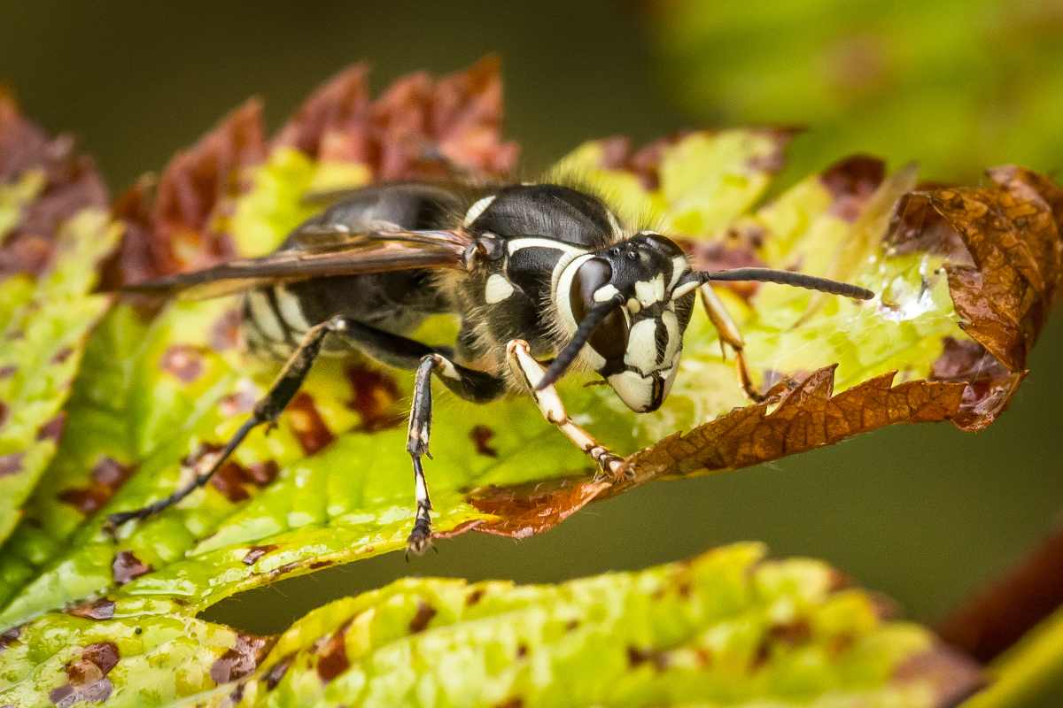 Bald-Faced Hornet sitting on a leaf