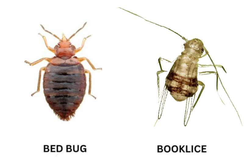 comparison of booklice and bedbug