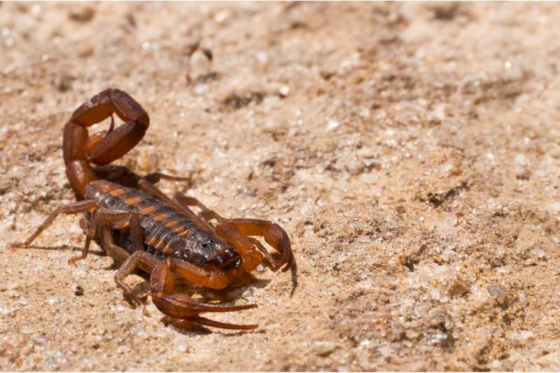 Striped Bark Scorpion on sand