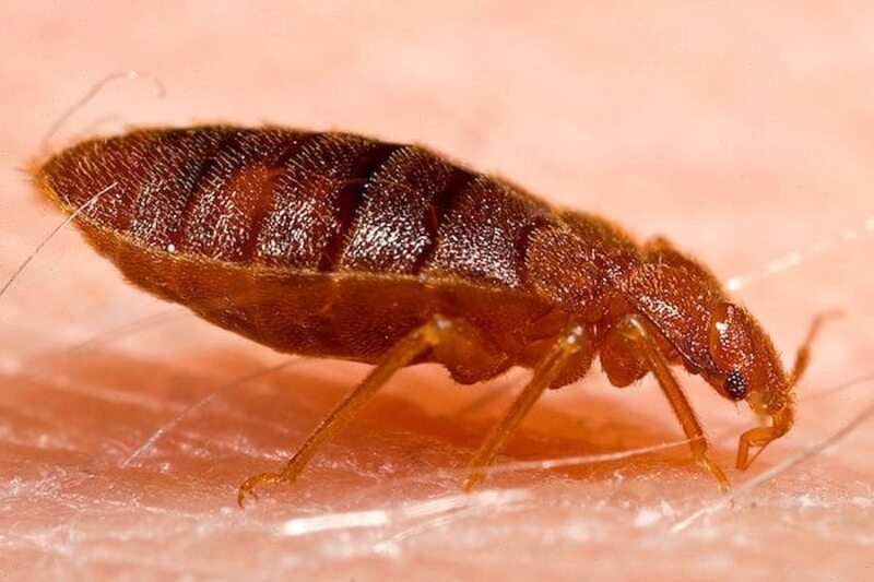 scabies bed bugs