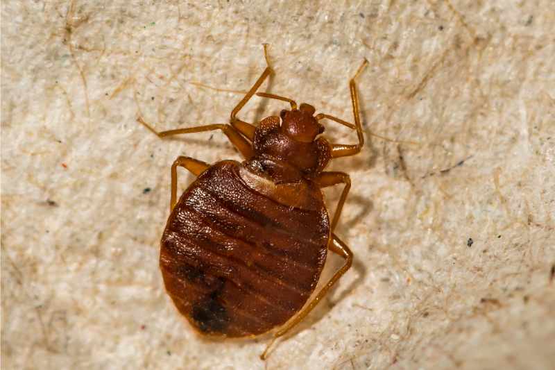 female bed bug on a surface