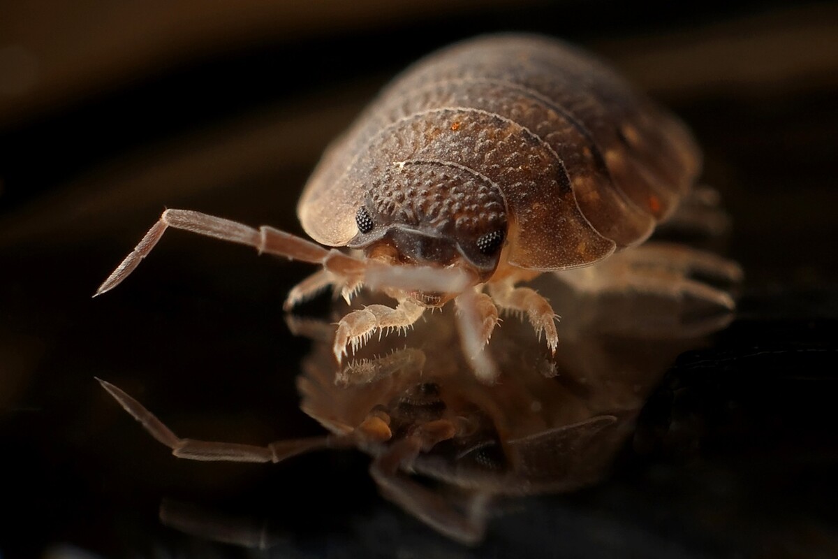 Bedbug with black background