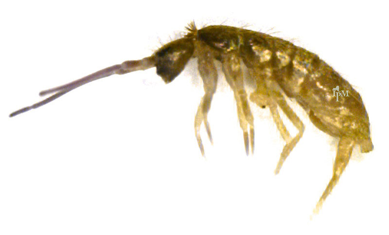 Springtail