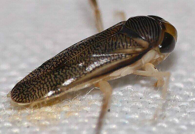 Water boatman water bug often found in pools