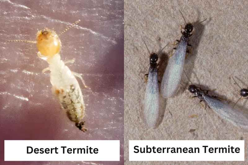 side by side image of desert and subterranean termite